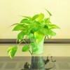 Tough Houseplants That Even You Can't Kill