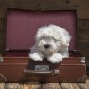 Accommodating Your Dog While Traveling