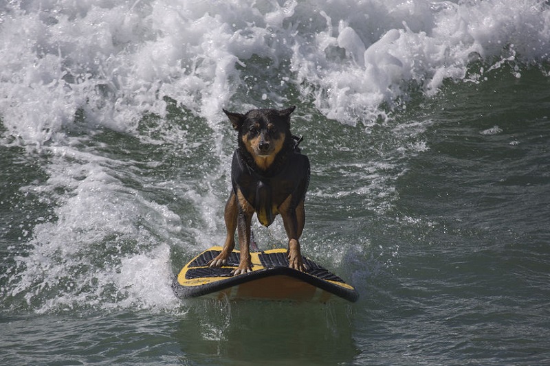 Dog surfing coach