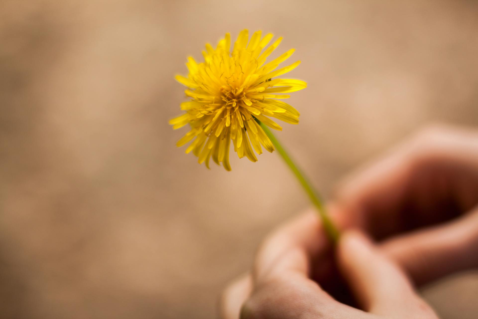 10 Surprising Health Benefits of Dandelion