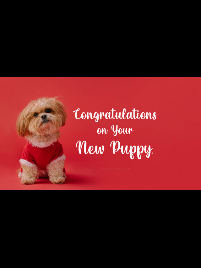 congratulations-messages-for-new-dog